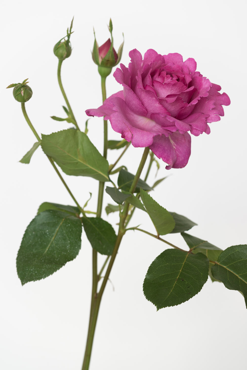 Pierre Joseph pierre joseph/redoute/2016-rose-pierre-joseph.jpg
